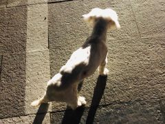 -北京恒爱动物医院(清景园分院)