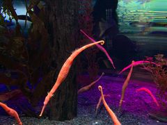 -凯莉-塔尔敦海洋生物水族馆