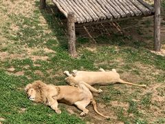 -西霞口神雕山野生动物世界