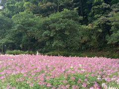 -广州市石门国家森林公园
