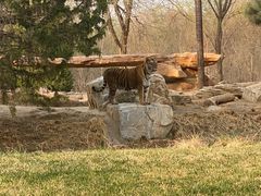 -北京野生动物园