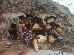 -托斯卡纳烘焙意大利餐厅(五天地店)