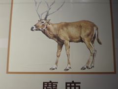 -北京麋鹿生态实验中心