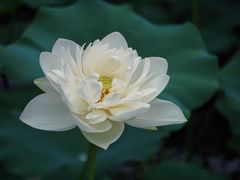 -莫愁湖公园