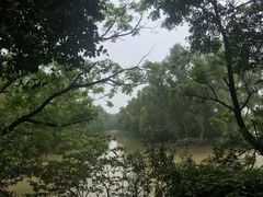 -大湾区中央湿地公园