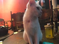 -猫色咖啡·猫咖
