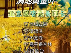 -钓鱼台银杏大道