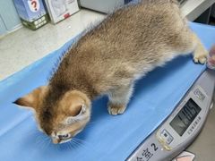 -纳吉亚猫专科动物诊疗中心(蒋宅口分院)