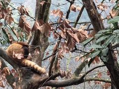 -都江堰中华大熊猫苑