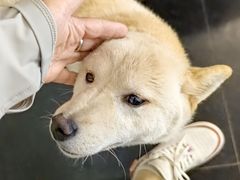 -猫小院猫主题餐厅(南锣旗舰店)