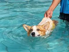 -趣玩宠物乐园寄养训犬训狗游泳池