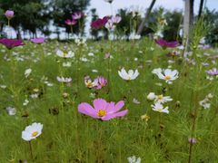 -春花秋色城市公园