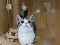 -欣宠猫屋·矮脚拿破仑·蓝金金渐层