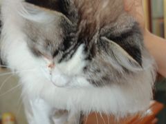 -宠爱国际动物医院· 猫科· 外科·中兽医(长白店)