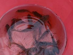 -重庆彩云湖湿地公园