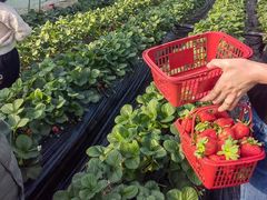 -尚果生态采摘园