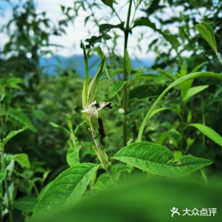 离重庆车程1.5小时避暑打卡地