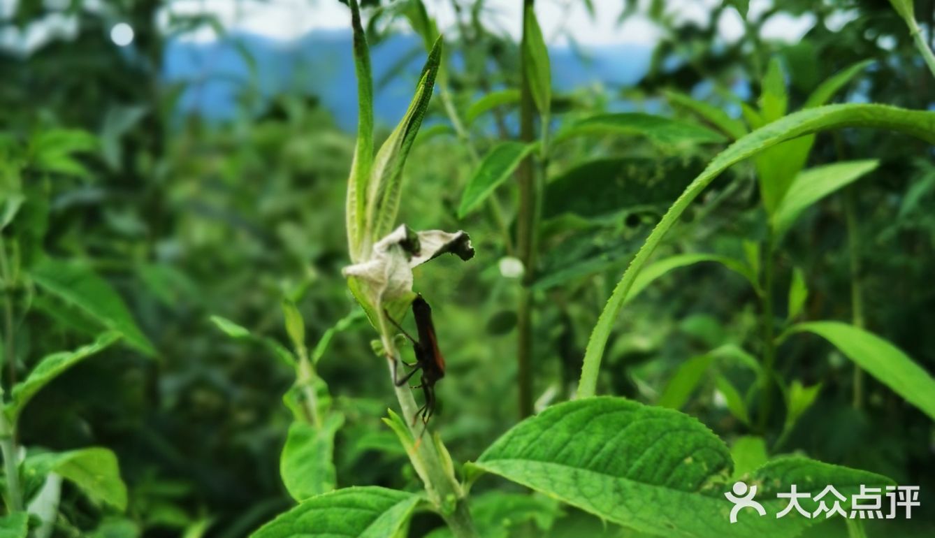 离重庆车程1.5小时避暑打卡地
