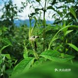 离重庆车程1.5小时避暑打卡地