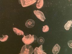 -上海海洋水族馆