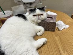 -藏猫猫咖啡主题馆(中央大道店)