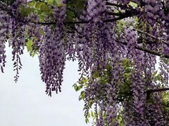 -嘉定紫藤园