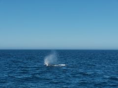 -Pedro's House of Lamb(基督城)