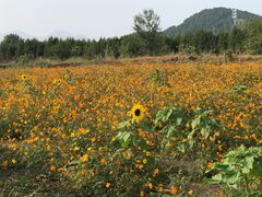 -北京东方普罗旺斯薰衣草庄园