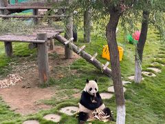 -西霞口神雕山野生动物世界