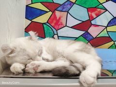 -猫小院猫主题餐厅(三里屯店)
