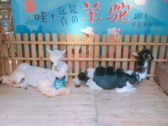-佟小曼手工茶饼坊(鼓浪屿1店)