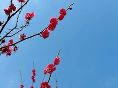 -八大山人梅湖景区