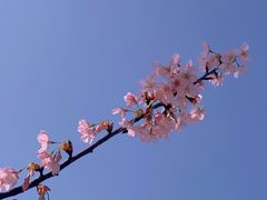 -顾村公园