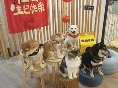 -柴迷FANS CLUB·柴犬狗咖·猫咖
