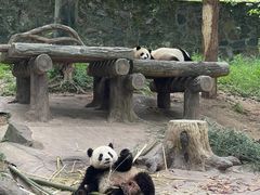 -都江堰中华大熊猫苑