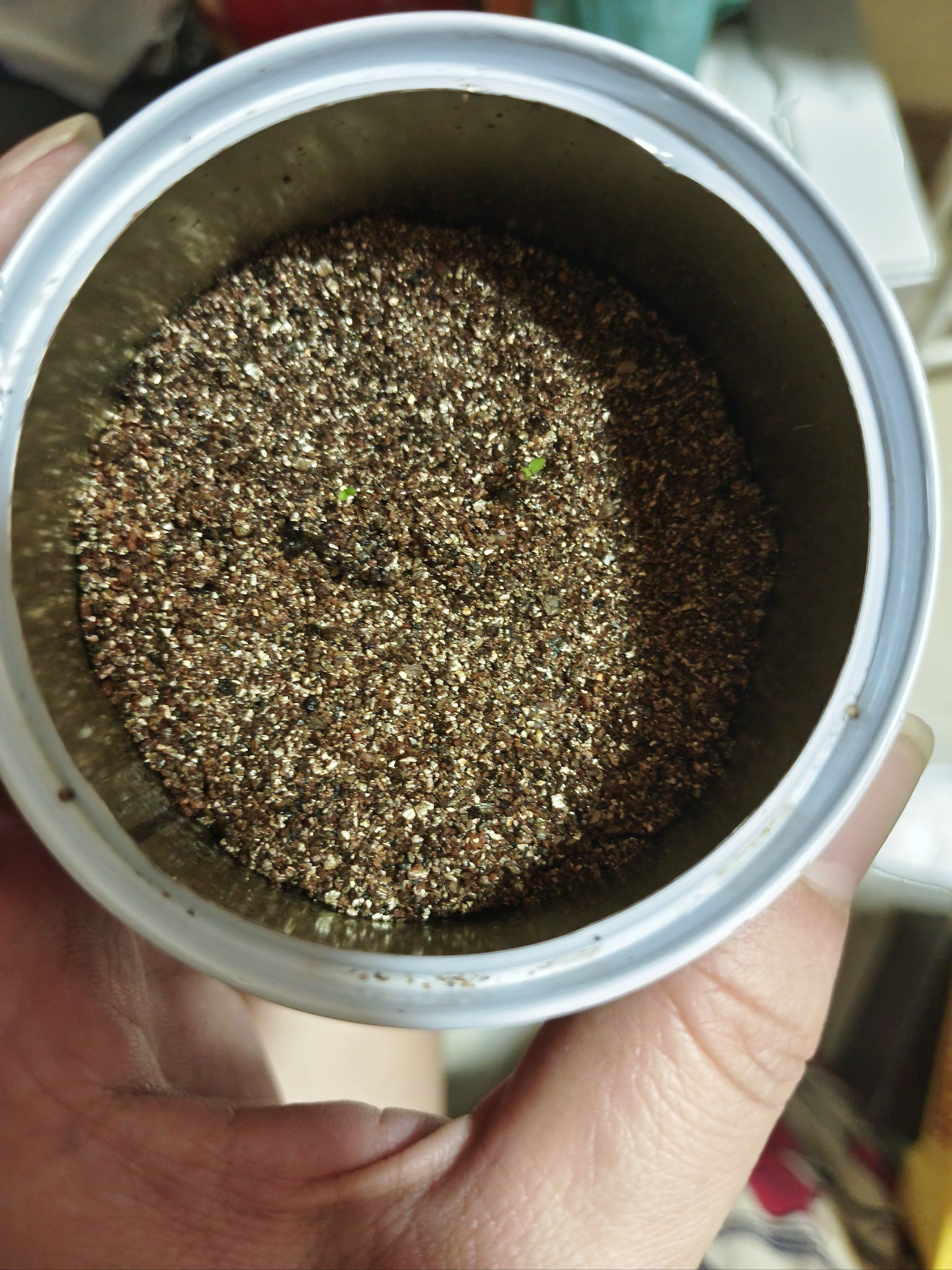 天天领红包 小草莓发芽了