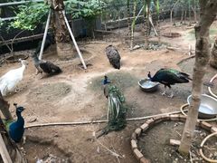 -呀路古热带植物园