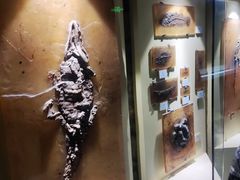 -辽宁古生物博物馆