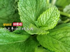 薄荷-攀枝花·任德琼·盐边羊肉米线