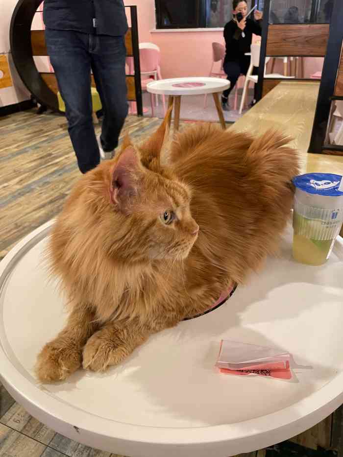 喵匠猫主题咖啡凯德和平广场店