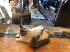 -more than meow吴止猫主题餐厅(承德 中船汇店)