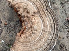 -帽儿山国家森林公园