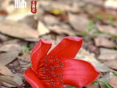 -喜洲吧·江畔老船厂·庭院餐厅(喜临院店)