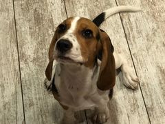 -百好乐宠物友好餐厅(朝外大街店)