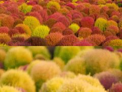-秋霞圃