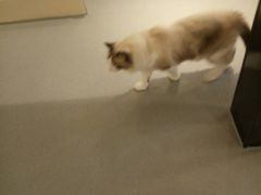 -飞行喵MR PILOT|猫舍·猫咖(静安大融城店)
