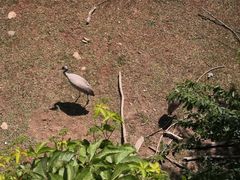 -北京麋鹿生态实验中心