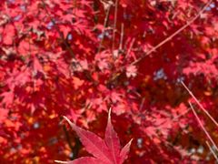 -昆山城市生态森林公园