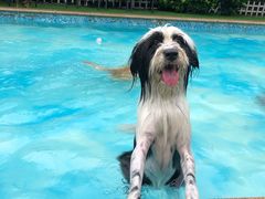 -汪说喵讲宠物乐园宠物酒店(红星美凯龙店)