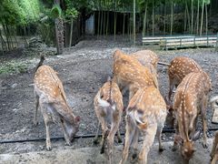 -鹿院坪生态旅游景区